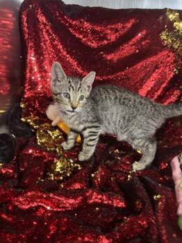 Renny -  Domestic Short Hair Cat for Adoption in Conway, South Carolina - Renny | PetCurious