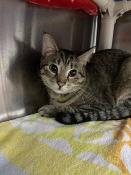 Domestic Short Hair Cats Available for Adoption in Gwinn, Michigan - Chihiro (ChiChi) | PetCurious