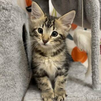 Demo -  Domestic Short Hair Cat for Adoption in Houston, Texas - Demo | PetCurious