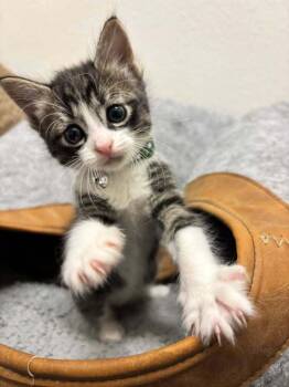 Benson -  Tabby and Domestic Short Hair Cat for Adoption in Richardson, Texas - Benson | PetCurious