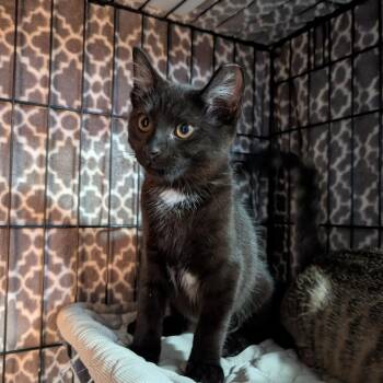 Diamond (FKA BCAS Thing 2) -  Domestic Short Hair Cat for Adoption in Abingdon, Maryland - Diamond (FKA BCAS Thing 2) | PetCurious