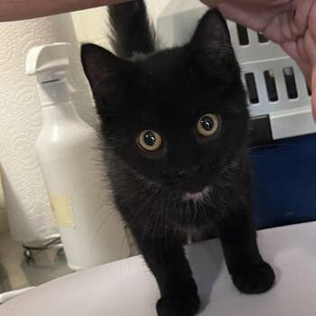 Storm -  Domestic Short Hair Cat for Adoption in Wappingers Falls, New York - Storm | PetCurious