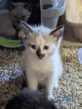 Kittens -  Siamese and Tabby Cat for Adoption in Coeur D