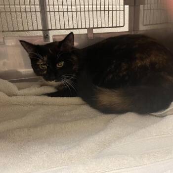 Domestic Short Hair Cats Available for Adoption in Bristol, Indiana - Liberty | PetCurious