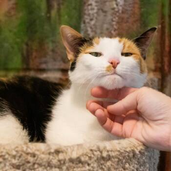 Domestic Short Hair Cats Available for Adoption - Cookie | PetCurious