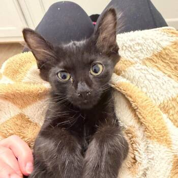 Salem -  Domestic Short Hair Cat for Adoption in Las Vegas, Nevada - Salem | PetCurious