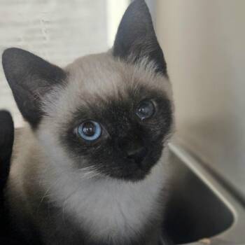 Popcorn -  Domestic Short Hair Cat for Adoption in Oakland, California - Popcorn | PetCurious