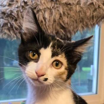 Marilyn -  Domestic Short Hair Cat for Adoption in Grand Rapids, Minnesota - Marilyn | PetCurious