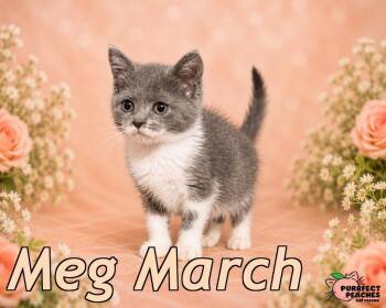 Meg March -  Domestic Short Hair Cat for Adoption in Douglasville, Georgia - Meg March | PetCurious