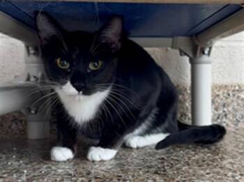 Rescue Domestic Short Hair Cats for Adoption in Frisco, Colorado - SAMANTHA | PetCurious