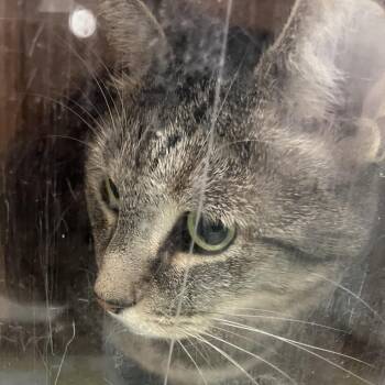 Princess -  Domestic Short Hair Cat for Adoption in Philadelphia, Pennsylvania - Princess | PetCurious