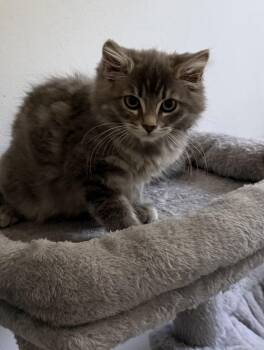 Rosie -  Dilute Tortoiseshell Cat for Adoption in Kenhorst, Pennsylvania - Rosie | PetCurious