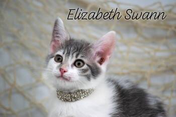 Domestic Short Hair Cats Available for Adoption in Sevierville, Tennessee - Elizabeth Swann | PetCurious