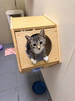 Whitley -  Domestic Short Hair Cat for Adoption in Pottsville, Pennsylvania - Whitley | PetCurious