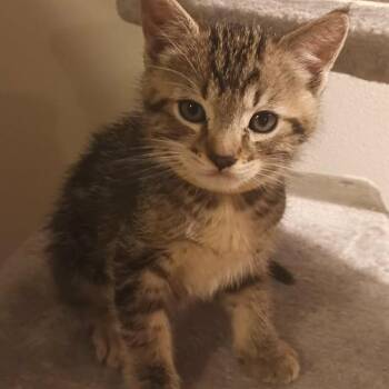 Tea - yellow -  Domestic Short Hair Cat for Adoption in Ferndale, Washington - Tea - Yellow | PetCurious