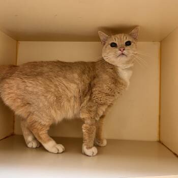 Domestic Short Hair Cats Available for Adoption in Myerstown, Pennsylvania - Geraldine | PetCurious