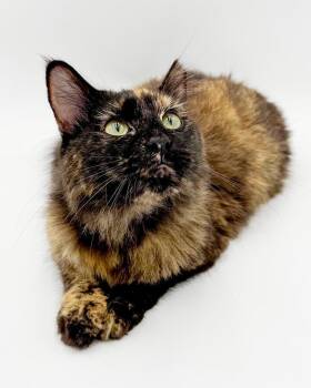 Jewel is joyful snuggly and darn adorable - VIDEO of this THERAP -  Maine Coon and Tortoiseshell Cat for Adoption in Bedford Hills, New York - Jewel Is Joyful Snuggly And Darn Adorable - VIDEO Of This THERAP | PetCurious