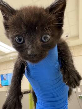 BUCK -  Domestic Medium Hair Cat for Adoption in Las Vegas, Nevada - BUCK | PetCurious