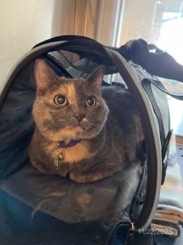 Rescue British Shorthair and Domestic Short Hair Cats for Adoption in North Richland Hills, Texas - Dottie | PetCurious