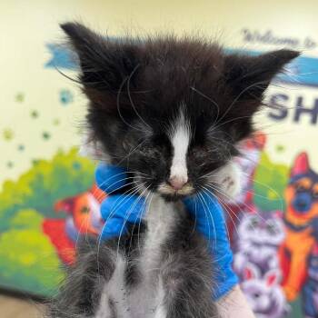 SVAS-Stray-38859 -  Domestic Medium Hair Cat for Adoption in Lyndhurst, Virginia - SVAS-Stray-38859 | PetCurious