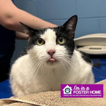 Rescue Domestic Short Hair Cats for Adoption in Reisterstown, Maryland - Foxy | PetCurious