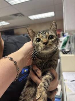 Noir -  Domestic Short Hair Cat for Adoption in Kansas City, Missouri - Noir | PetCurious
