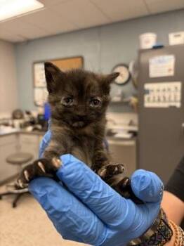 Tawnypelt -  Domestic Short Hair Cat for Adoption in Gastonia, North Carolina - Tawnypelt | PetCurious