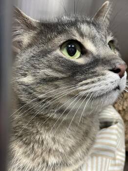 Domestic Short Hair Cats Available for Adoption - Storm | PetCurious