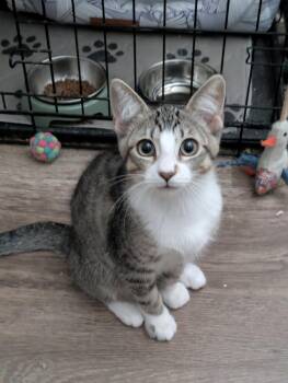Zoe -  Domestic Short Hair Cat for Adoption in Walnut, California - Zoe | PetCurious