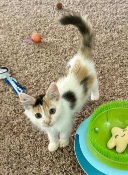 Ginny -  Domestic Long Hair Cat for Adoption in East Amherst, New York - Ginny | PetCurious