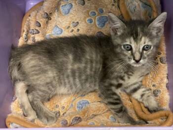 MOCHA -  Domestic Short Hair Cat for Adoption in Houston, Texas - MOCHA | PetCurious