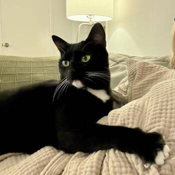 Billie -  Domestic Short Hair Cat for Adoption in Los Angeles, California - Billie | PetCurious