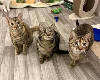 Chaparral -  Domestic Short Hair Cat for Adoption in Visalia, California - Chaparral | PetCurious
