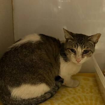 Domestic Short Hair Cats Available for Adoption in Yuma, Arizona - Rice | PetCurious