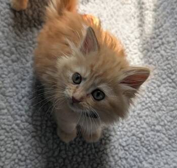 Domestic Long Hair Cats Available for Adoption - Lion-o | PetCurious