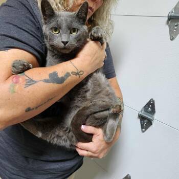 Rescue Domestic Short Hair Cats for Adoption in Olney, Illinois - Malibu | PetCurious