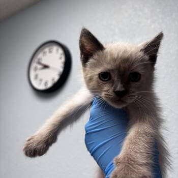 Beluga -  Domestic Medium Hair and Siamese Cat for Adoption in Riverside, California - Beluga | PetCurious