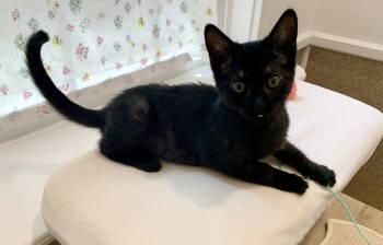 Rescue Domestic Short Hair Cats for Adoption in Mccormick, South Carolina - Iona | PetCurious