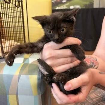 Blynken -  Domestic Short Hair Cat for Adoption in Lynchburg, Virginia - Blynken | PetCurious