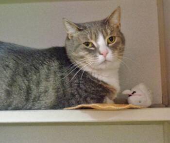 TINSEL -  Tabby Cat for Adoption in Delhi, New York - TINSEL | PetCurious