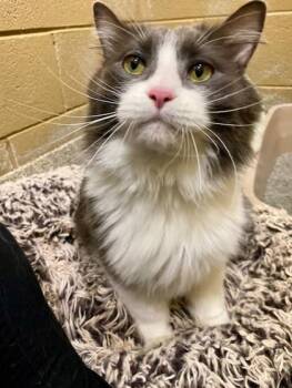 DJ -  Domestic Long Hair and Domestic Short Hair Cat for Adoption in Munster, Indiana - DJ | PetCurious