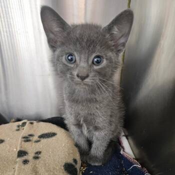 Daemon -  Domestic Short Hair Cat for Adoption in Ridgely, Maryland - Daemon | PetCurious