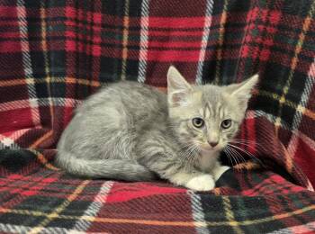 Bugle -  Domestic Short Hair Cat for Adoption in Dickson, Tennessee - Bugle | PetCurious