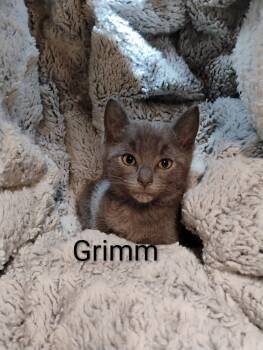 Rescue Domestic Short Hair Cats for Adoption in Oak Park, Michigan - Grimm | PetCurious