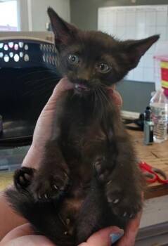 Shaq -  Domestic Short Hair Cat for Adoption in West Memphis, Arkansas - Shaq | PetCurious
