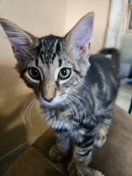 Rescue Domestic Medium Hair Cats for Adoption in Adrian, Michigan - Kas | PetCurious