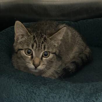 Jen -  Domestic Short Hair Cat for Adoption in Salt Lake City, Utah - Jen | PetCurious