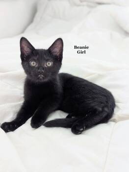 Beanie -  Domestic Short Hair Cat for Adoption in Morehead, Kentucky - Beanie | PetCurious