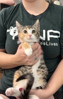 Promo (Available for pre-adoption) -  Domestic Short Hair Cat for Adoption in Camden, South Carolina - Promo (Available For Pre-adoption) | PetCurious