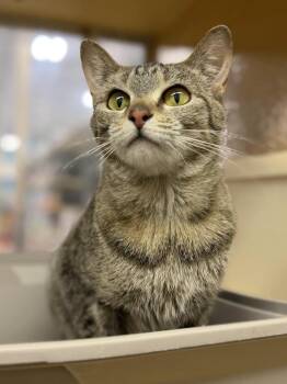 Domestic Short Hair Cats Available for Adoption - Liberty | PetCurious